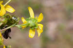 Kidneyleaf rosinweed